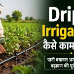 Drip Irrigation कैसे काम करै है? पानी बचावण अर Crop Yield बढ़ावण की पूरी Guide