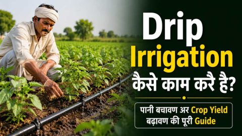 Drip Irrigation Kaise Kaam Karti Hai?