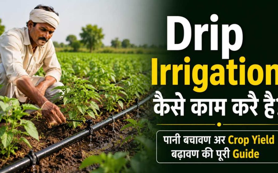 Drip Irrigation Kaise Kaam Karti Hai?